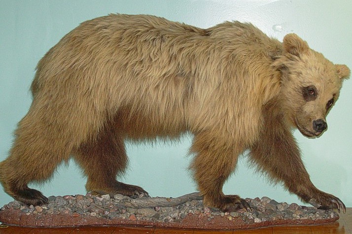 barren grizzly